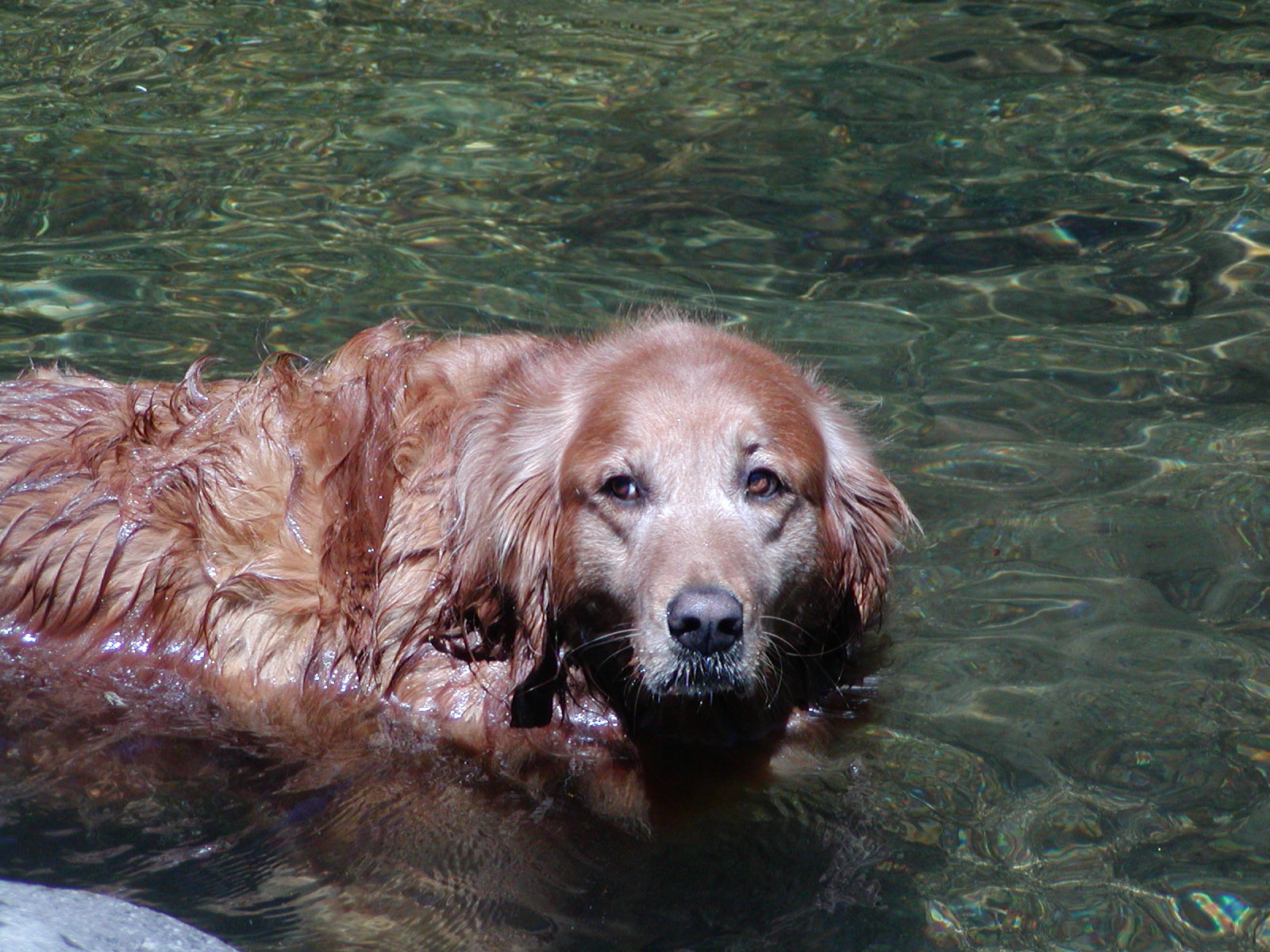 Sugar swimming