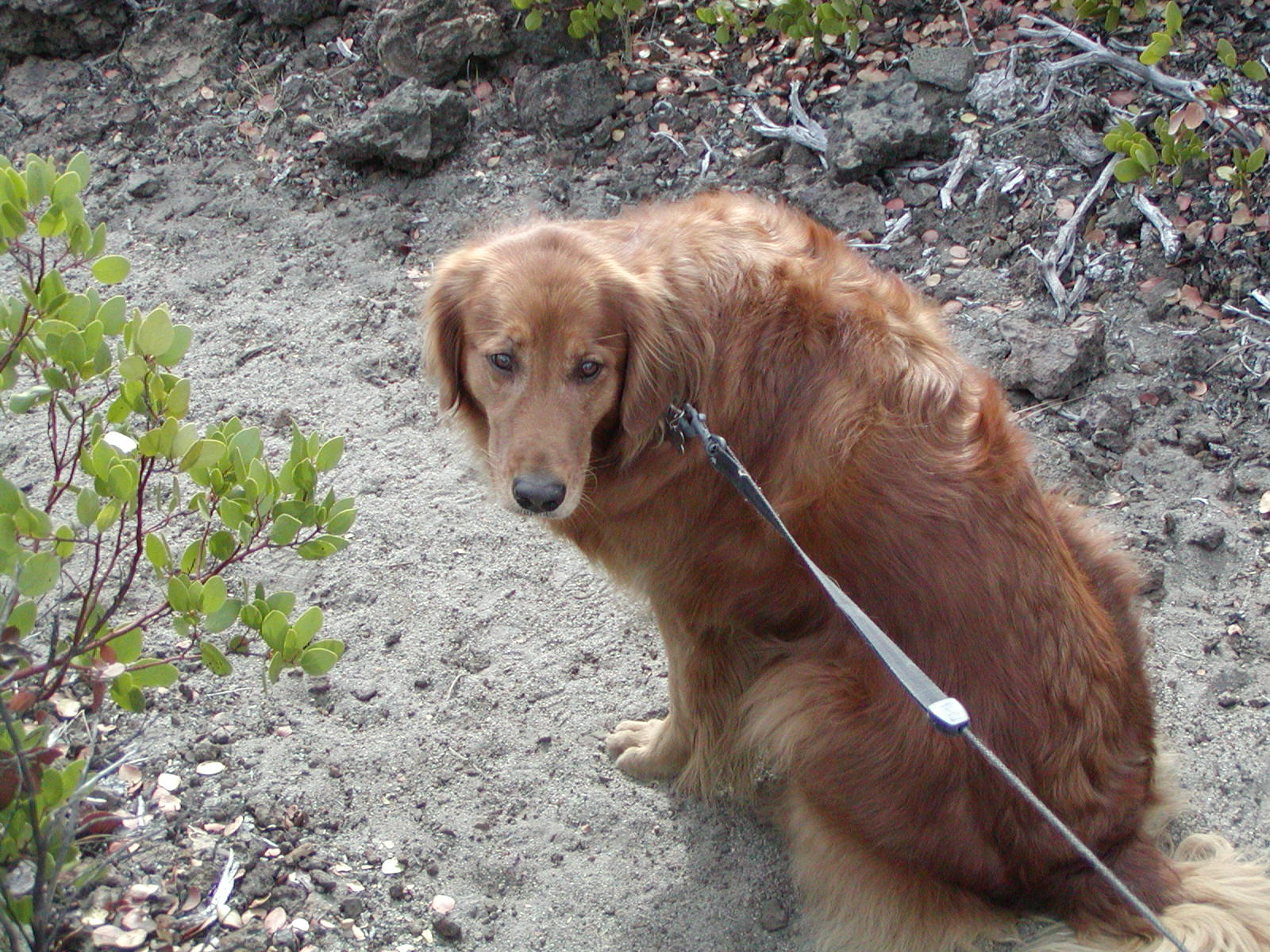 Sugar wants to keep on hiking