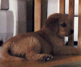 Sugar as a puppy